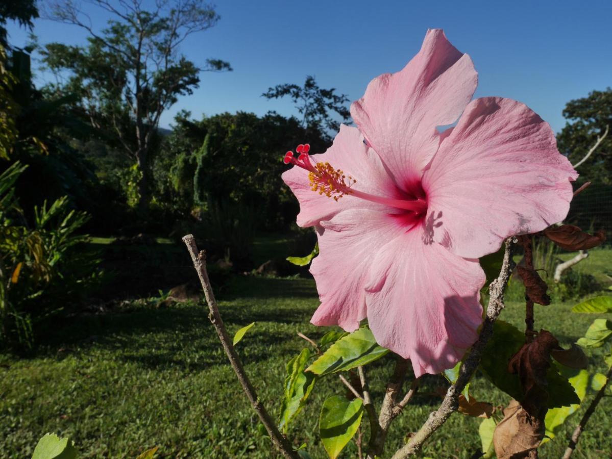 La Joupa Case Anthurium Sainte-Rose Eksteriør bilde