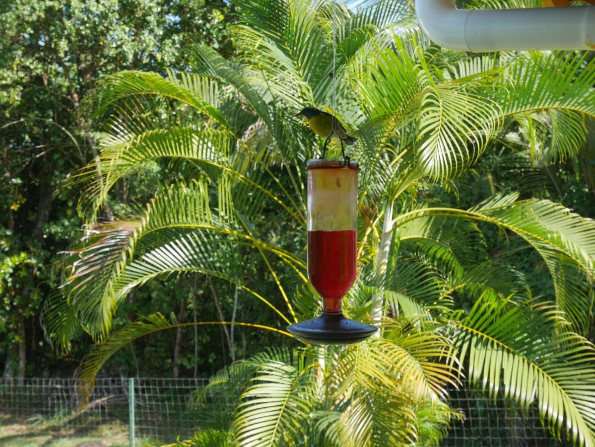 La Joupa Case Anthurium Sainte-Rose Eksteriør bilde